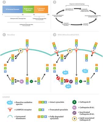 Cathepsin Oxidation Alters Alpha-Synuclein Processing